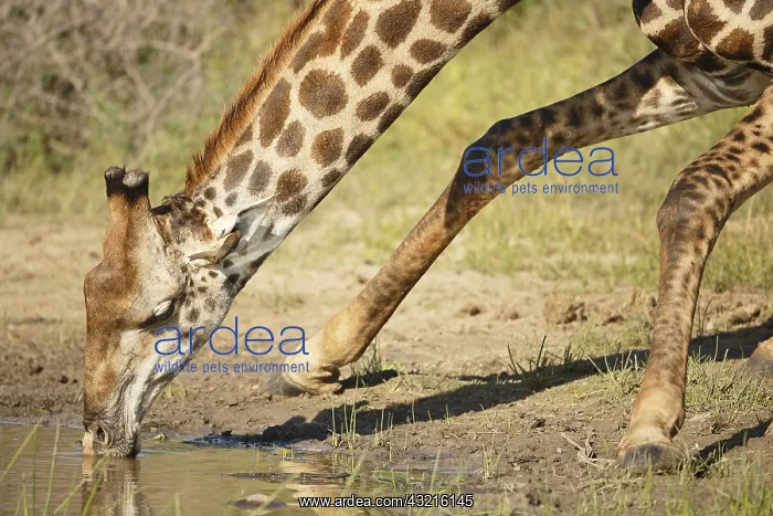 : Giraffe (Giraffa camelopardalis) with Red-bille : Giraffe (Giraffa camelopardalis) with Red-bille
