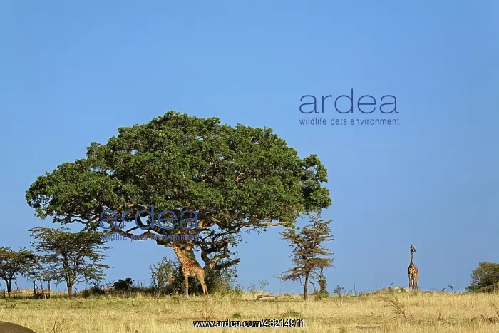 : Giraffe, Giraffa camelopardalis tippelskirchi : Giraffe, Giraffa camelopardalis tippelskirchi