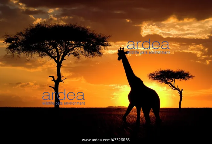 : Giraffe (Giraffa camelopardalis tippelskirchi) o : Giraffe (Giraffa camelopardalis tippelskirchi) o