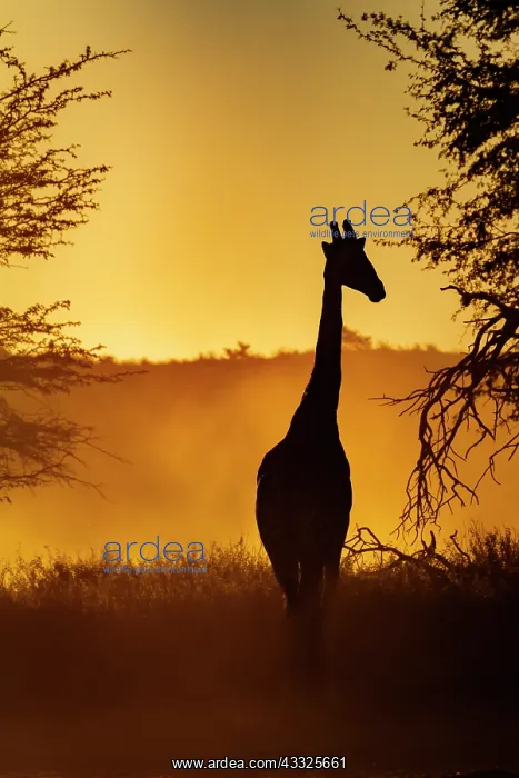 : Giraffe (Giraffa camelopardalis) front view at s : Giraffe (Giraffa camelopardalis) front view at s