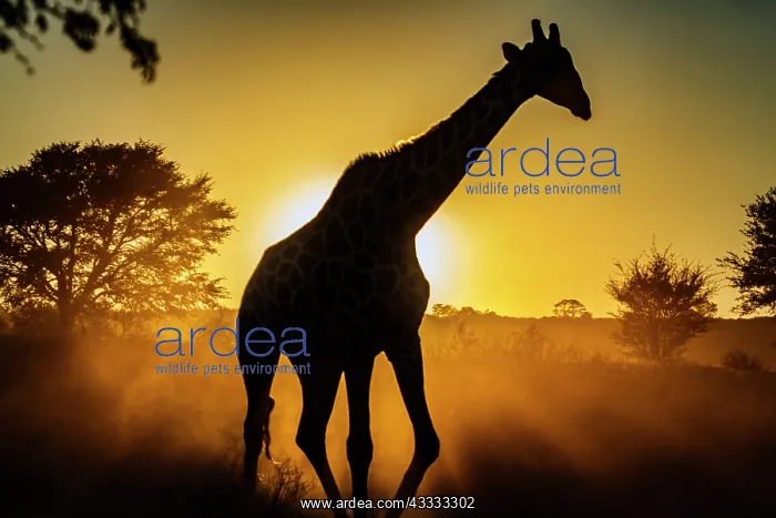 : Giraffe (Giraffa camelopardalis) walking at suns : Giraffe (Giraffa camelopardalis) walking at suns