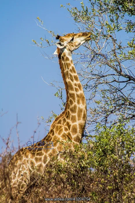 : Giraffe (Giraffa), Kruger National Park, South Africa : Giraffe (Giraffa), Kruger National Park, South Africa