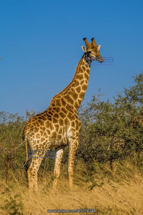 : Giraffe (Giraffa), Manyeleti Game Reserve, South : Giraffe (Giraffa), Manyeleti Game Reserve, South