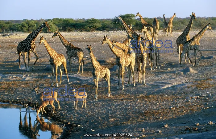  : Giraffe - and Greater Kudu (Tragelaphus strepciceros)