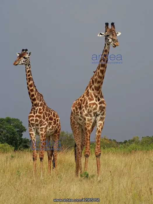 : Giraffe - group : Giraffe - group