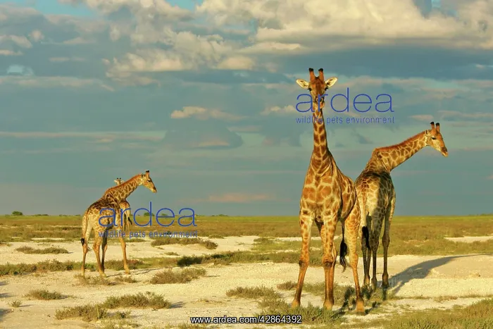 : Giraffe - group of four individuals standing in : Giraffe - group of four individuals standing in