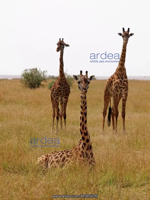 : Giraffe - group in Savanna : Giraffe - group in Savanna