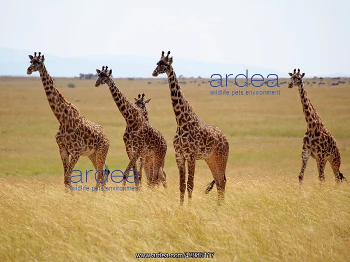 : Giraffe - group in Savanna : Giraffe - group in Savanna