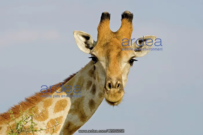 : Giraffe - head and neck portrait : Giraffe - head and neck portrait