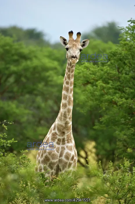 : Giraffe - Head and neck showing above bushes : Giraffe - Head and neck showing above bushes