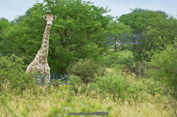 : Giraffe - Head and neck showing above bushes : Giraffe - Head and neck showing above bushes