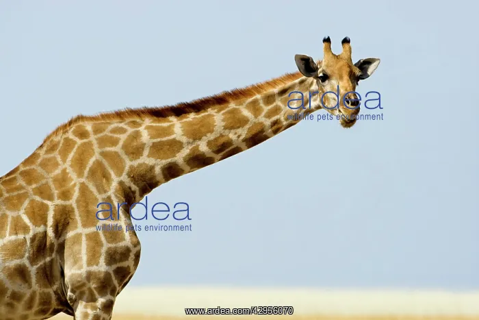 : Giraffe - head and shoulder portrait : Giraffe - head and shoulder portrait
