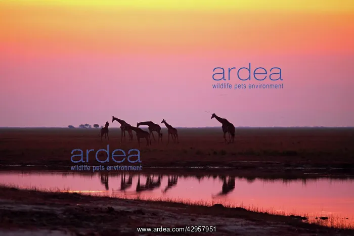 : Giraffe herd at sunset : Giraffe herd at sunset