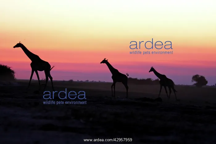 : Giraffe herd at sunset : Giraffe herd at sunset