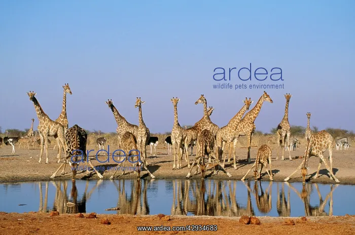 : GIRAFFE Herd - At waterhole : GIRAFFE Herd - At waterhole