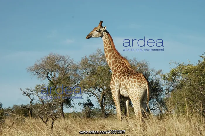 : Giraffe - Hluhluwe Imfolozi Park, South Africa : Giraffe - Hluhluwe Imfolozi Park, South Africa
