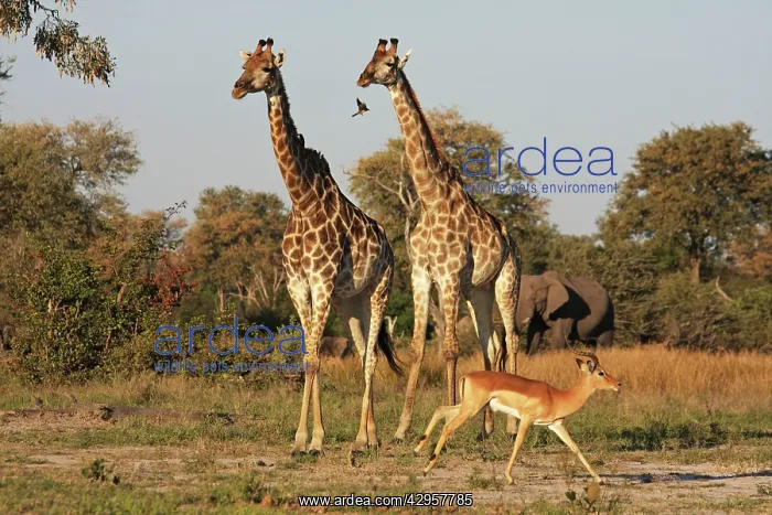 : Giraffe and Impala : Giraffe and Impala