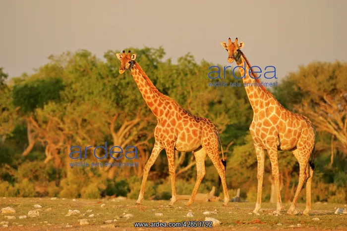  : Giraffe - two individuals approaching waterhole