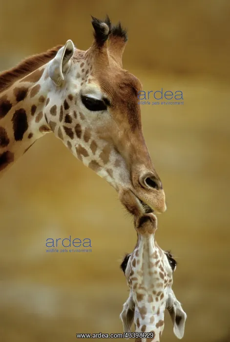 : GIRAFFE - Kissing young Giraffe : GIRAFFE - Kissing young Giraffe