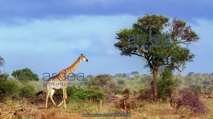 : Giraffe in Kruger National park, South Africa : Giraffe in Kruger National park, South Africa