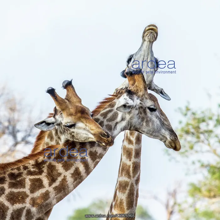 : Giraffe in Kruger National park, South Africa : Giraffe in Kruger National park, South Africa