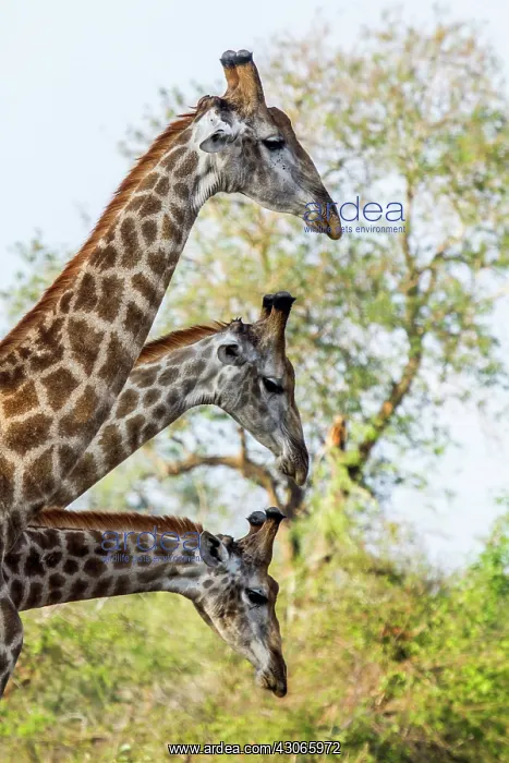 : Giraffe in Kruger National park, South Africa : Giraffe in Kruger National park, South Africa