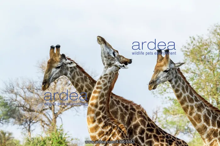 : Giraffe in Kruger National park, South Africa : Giraffe in Kruger National park, South Africa