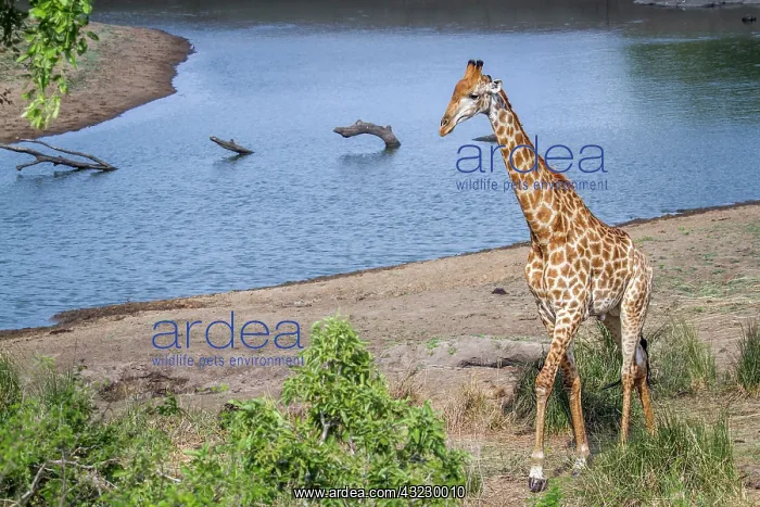 : Giraffe in Kruger National park, South Africa : Giraffe in Kruger National park, South Africa