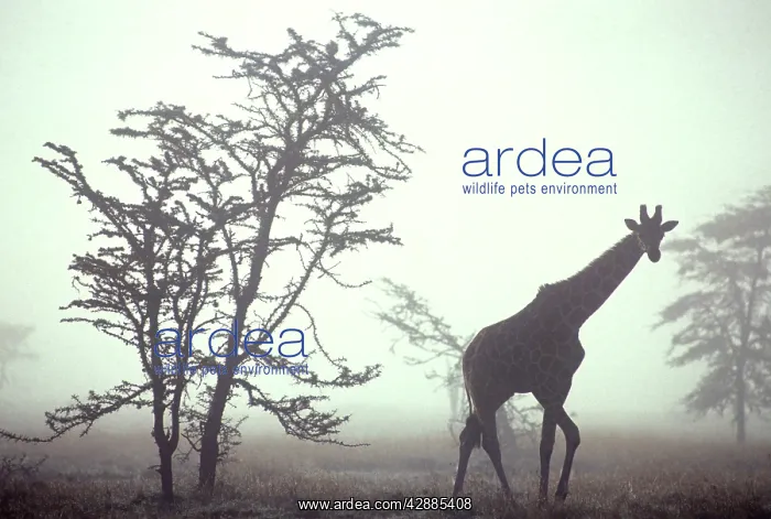 : Giraffe - in mist : Giraffe - in mist