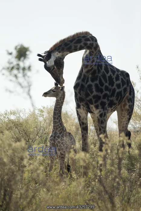  : Giraffe - mother and baby - Botswana, Africa
