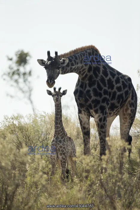 : Giraffe - mother with calf - Botswana, Africa : Giraffe - mother with calf - Botswana, Africa