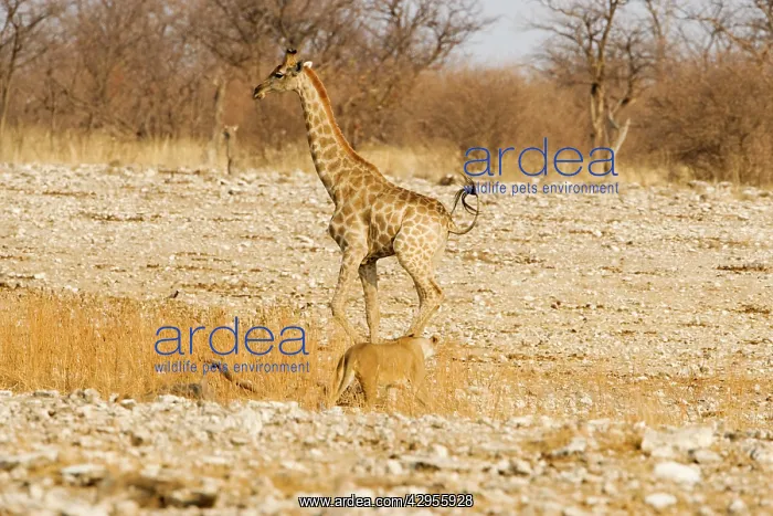 : Giraffe - moving away from an approaching lioness : Giraffe - moving away from an approaching lioness