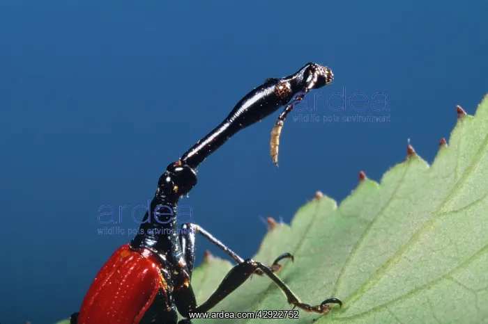 : Giraffe-necked Weevil : Giraffe-necked Weevil