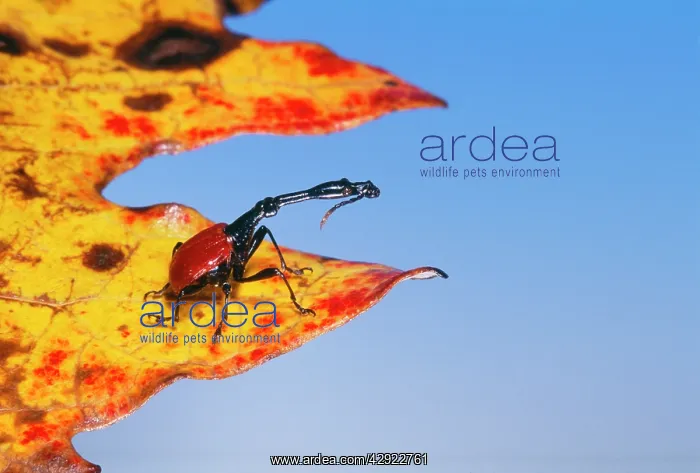 : GIRAFFE-NECKED WEEVIL : GIRAFFE-NECKED WEEVIL