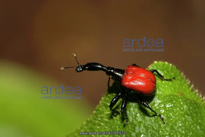 : Giraffe necked weevil, Other animals, Insects, Beetles : Giraffe necked weevil, Other animals, Insects, Beetles