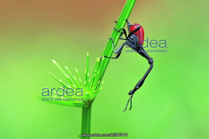 : Giraffe-necked Weevil - male : Giraffe-necked Weevil - male