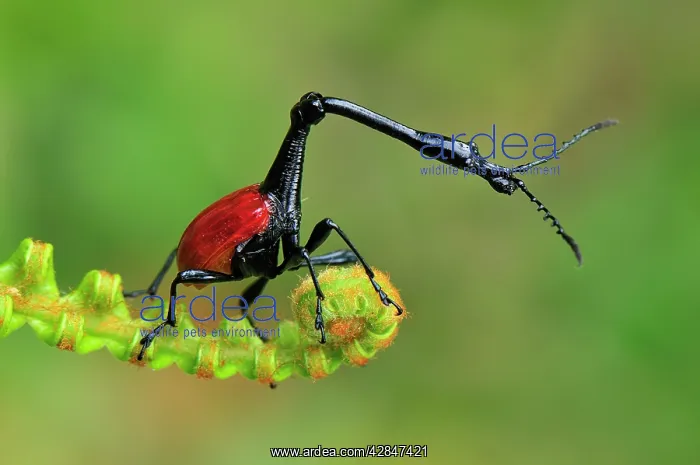 : Giraffe-necked Weevil - male : Giraffe-necked Weevil - male