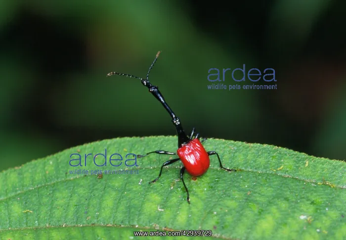 : Giraffe-necked Weevil - male : Giraffe-necked Weevil - male