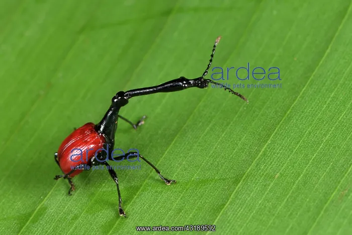 : Giraffe-necked Weevil (Trachelophorus giraffa) male : Giraffe-necked Weevil (Trachelophorus giraffa) male