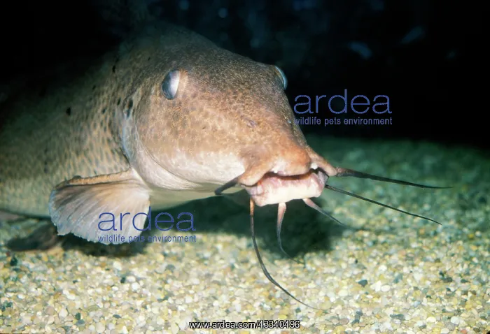 : Giraffe-nosed Catfish : Giraffe-nosed Catfish