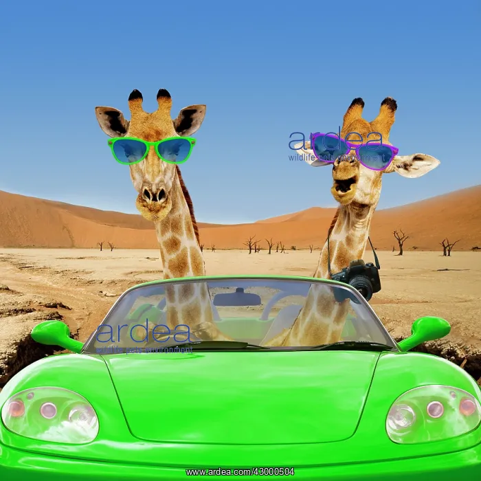  : Giraffe pair driving a car on safari