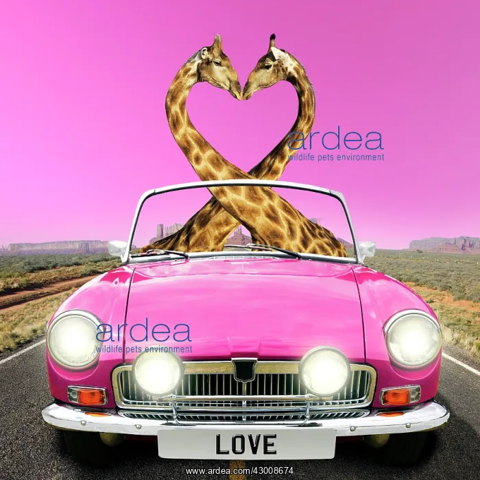 : Giraffe pair necks in the shape of a heart, driving : Giraffe pair necks in the shape of a heart, driving