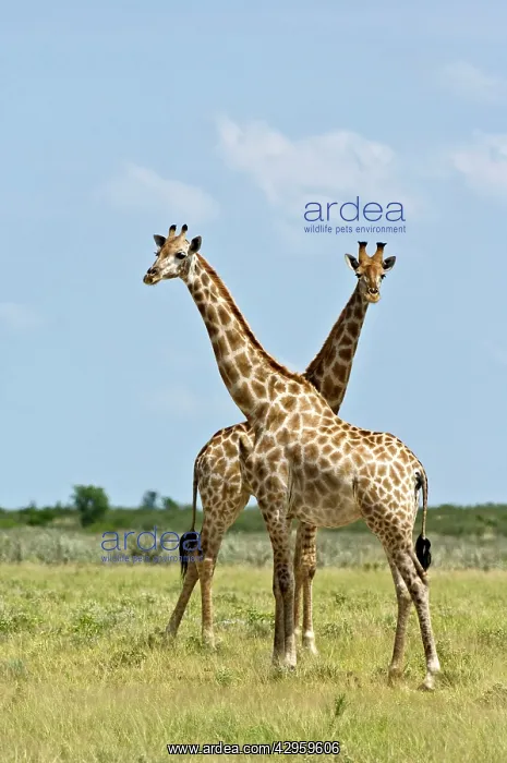 : Giraffe - Pair standing : Giraffe - Pair standing