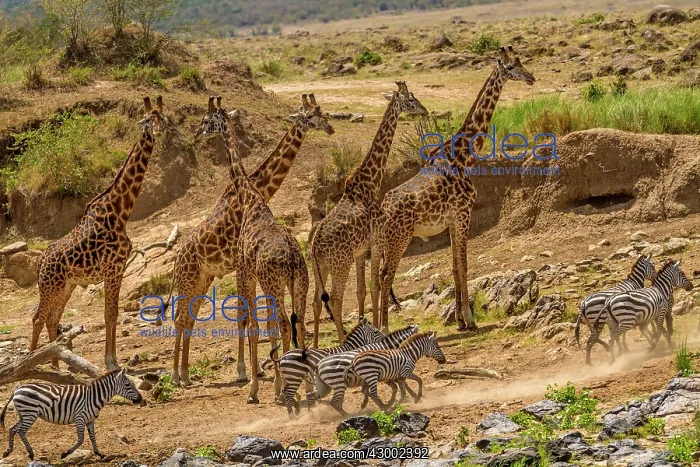 : Giraffe with Plains / Common / Burchell's : Giraffe with Plains / Common / Burchell's