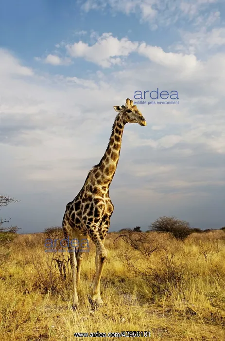 : Giraffe - portrait after a heavy rain shower : Giraffe - portrait after a heavy rain shower