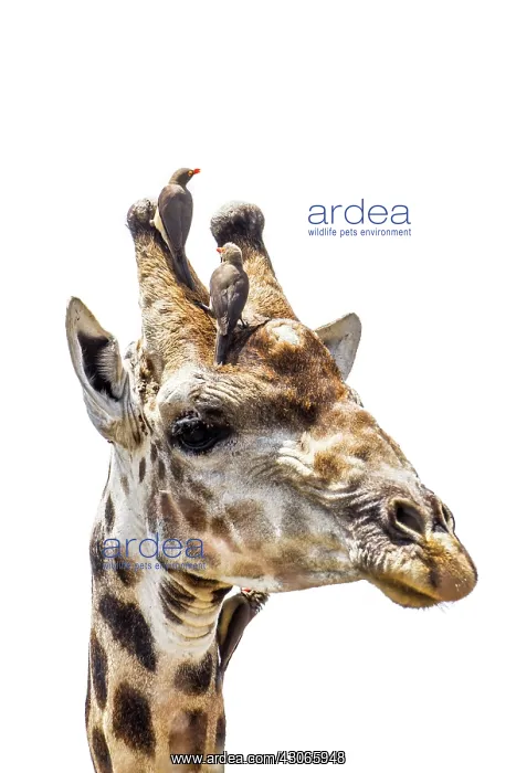 : Giraffe portrait isolated in white background : Giraffe portrait isolated in white background