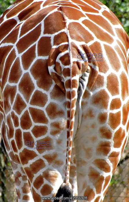 : Giraffe - rear view - Africa : Giraffe - rear view - Africa