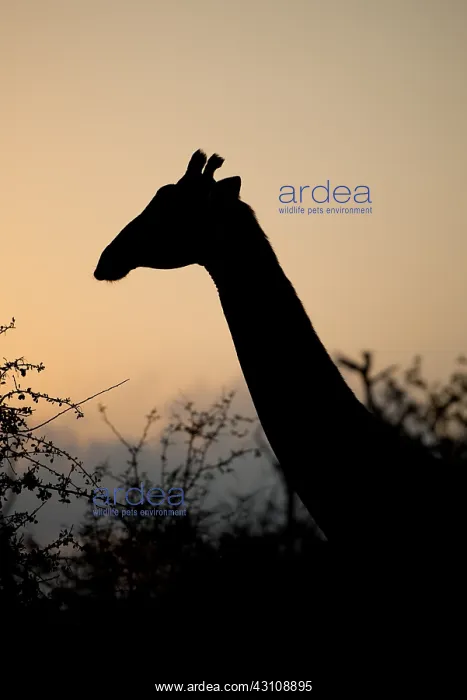 : Giraffe - silhouette at dusk - Kruger National Park : Giraffe - silhouette at dusk - Kruger National Park