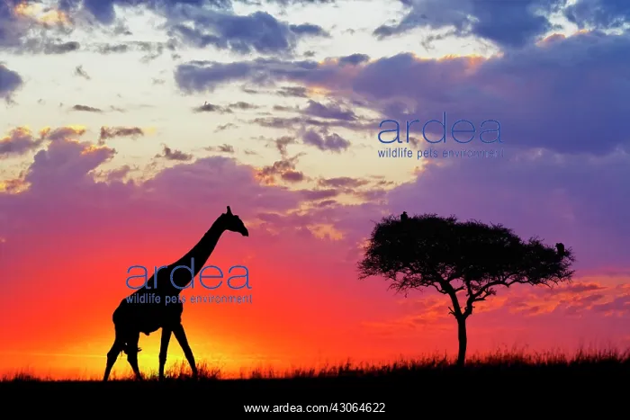  : Giraffe silhouetted at sunrise, Giraffa