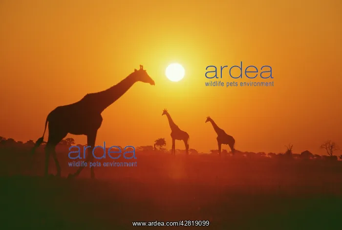 : Giraffe - Silhouettes : Giraffe - Silhouettes